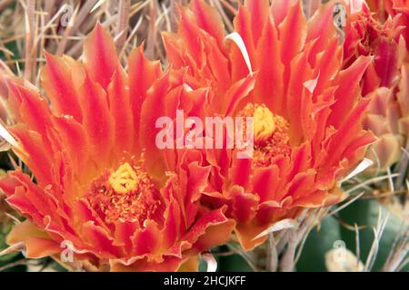 Fishhook Barrel Cactus (Ferocactus wislezeni) in voller Blüte Stockfoto