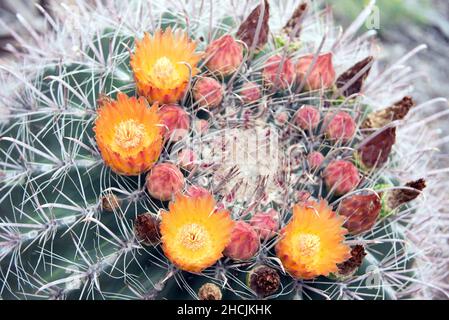 Fishhook Barrel Cactus (Ferocactus wislezeni) in voller Blüte Stockfoto