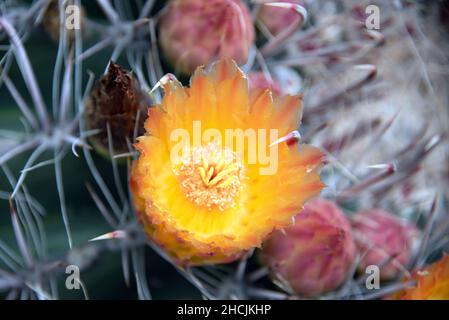 Fishhook Barrel Cactus (Ferocactus wislezeni) in voller Blüte Stockfoto