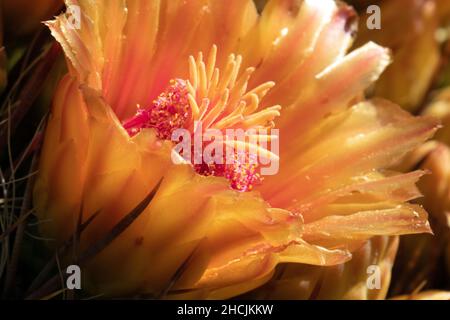 Fishhook Barrel Cactus (Ferocactus wislezeni) in voller Blüte Stockfoto