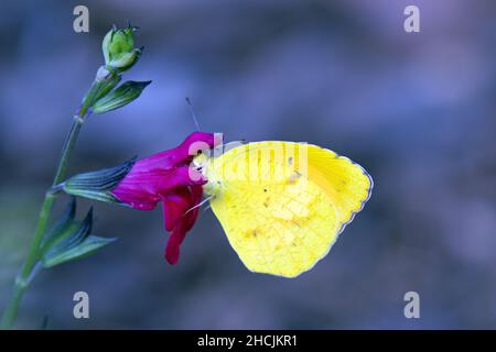 Gelber Schmetterling auf einer magentafarbenen Blume Stockfoto