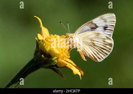 Kariert weiß (Pontia-Protodike) Stockfoto