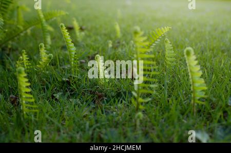 Grüne Farnblätter wachsen auf grünem Gras. Tropisches Blatt. Stockfoto
