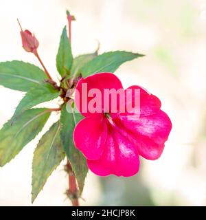 Neue Meerschweinchen- oder Impatiens-Hawkeri-Blume, Nahaufnahme einer rosa Blüte im Garten Stockfoto