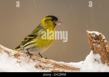 Eurasische Zeisig (Spinus spinus, Carduelis spinus) Stockfoto