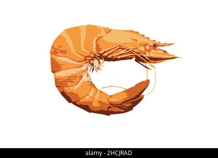 Eine Vektorgarnele auf weißem Hintergrund Stock Vektor