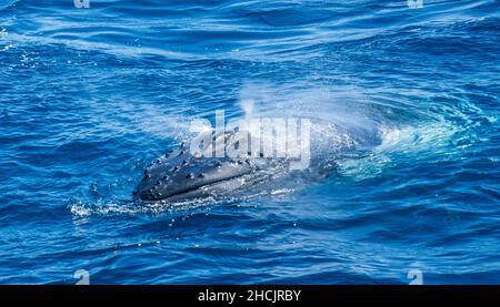 Auftauchenden Buckelwal (Megaptera novaeangliae) in der Korallensee bei Hervey Bay, Queensland, Australien Stockfoto