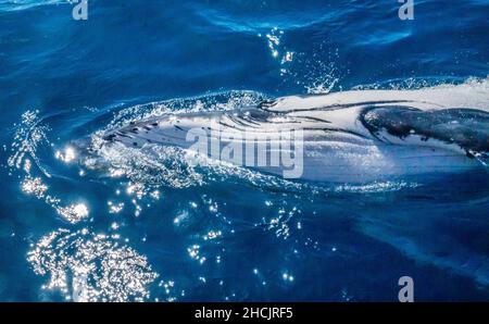 Porträt eines Buckelwals (Megaptera novaeangliae), der in der Korallensee bei Hervey Bay, Queensland, Australien, seitwärts schwimmt Stockfoto