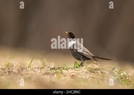 Ring Ouzel (Turdus torquatus). Bieszczady-Gebirge, Polen. Stockfoto