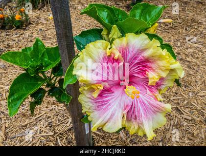 Spektakulärer Hybrid der Hibiscus rosa-sinensis Tropenpflanze 'Cecilia Whyatt2 Stockfoto