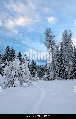 Verschneite Winterszene im Südosten Alaskas mit einem Schneeschuhpfad bei Sonnenuntergang mit Wald. Stockfoto