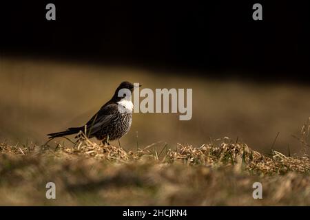 Ring Ouzel (Turdus torquatus). Bieszczady-Gebirge, Polen. Stockfoto