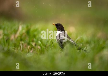 Ring Ouzel (Turdus torquatus). Bieszczady-Gebirge, Polen. Stockfoto