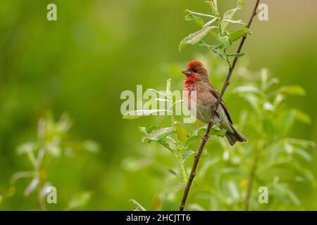 Rotfink, Carpodacus erythrinus (Erythrina erythrina) Stockfoto