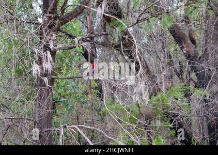 Foto eines rot-blauen australischen Crimson Rosella-Papageien, der auf einem toten Ast in einem großen Wald in den Blue Mountains in Australien sitzt Stockfoto