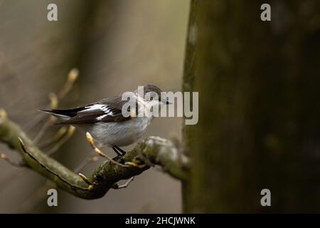 Collared schopftyrann (Ficedula albicollis) Stockfoto