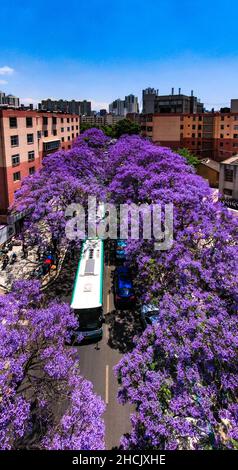 KUNMING, CHINA - 29. APRIL 2021 - ein Luftfoto vom 29. April 2021 zeigt Jacaranda mimosifolia D. Don in voller Blüte entlang der Xuchang Road in Kunmi Stockfoto