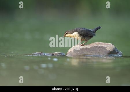 Weiße-throated Wasseramseln (Cinclus Cinclus) Stockfoto