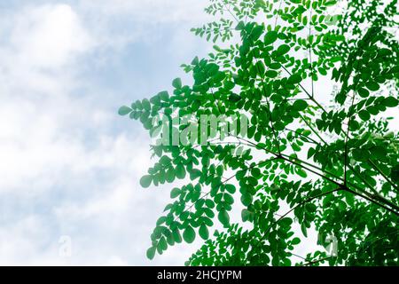 Niedrige Ansicht der Moringa-Blätter mit weichen Wolken und Himmelshintergrund. Moringa ist reich an Vitaminen und Eisen und hilft bei Diabetes und Krebs. Stockfoto