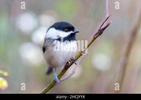 Black capped Chickadee (Poecile atricapillus) thront aus nächster Nähe auf einem Ast. Stockfoto