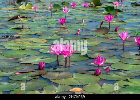 Felder Seerosen blühen in einer großen überfluteten Lagune. Blumen wachsen natürlich, wenn das Hochwasser hoch ist, repräsentieren die Reinheit, Einfachheit Stockfoto