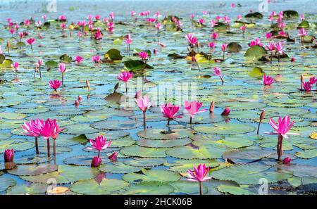 Felder Seerosen blühen in einer großen überfluteten Lagune. Blumen wachsen natürlich, wenn das Hochwasser hoch ist, repräsentieren die Reinheit, Einfachheit Stockfoto