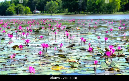 Felder Seerosen blühen in einer großen überfluteten Lagune. Blumen wachsen natürlich, wenn das Hochwasser hoch ist, repräsentieren die Reinheit, Einfachheit Stockfoto