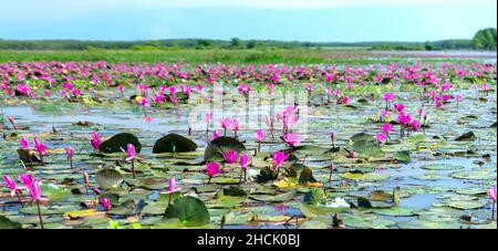 Felder Seerosen blühen in einer großen überfluteten Lagune. Blumen wachsen natürlich, wenn das Hochwasser hoch ist, repräsentieren die Reinheit, Einfachheit Stockfoto