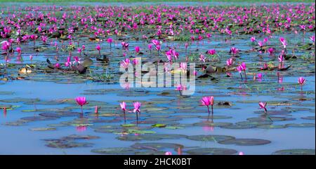 Felder Seerosen blühen in einer großen überfluteten Lagune. Blumen wachsen natürlich, wenn das Hochwasser hoch ist, repräsentieren die Reinheit, Einfachheit Stockfoto