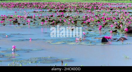 Felder Seerosen blühen in einer großen überfluteten Lagune. Blumen wachsen natürlich, wenn das Hochwasser hoch ist, repräsentieren die Reinheit, Einfachheit Stockfoto