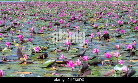 Felder Seerosen blühen in einer großen überfluteten Lagune. Blumen wachsen natürlich, wenn das Hochwasser hoch ist, repräsentieren die Reinheit, Einfachheit Stockfoto