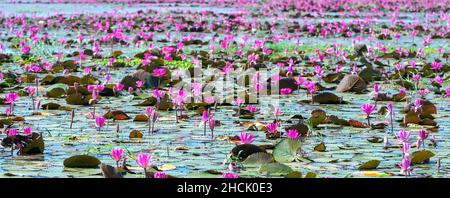 Felder Seerosen blühen in einer großen überfluteten Lagune. Blumen wachsen natürlich, wenn das Hochwasser hoch ist, repräsentieren die Reinheit, Einfachheit Stockfoto