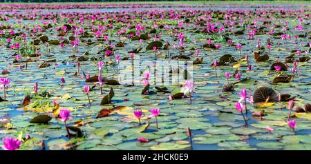 Felder Seerosen blühen in einer großen überfluteten Lagune. Blumen wachsen natürlich, wenn das Hochwasser hoch ist, repräsentieren die Reinheit, Einfachheit Stockfoto