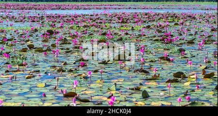 Felder Seerosen blühen in einer großen überfluteten Lagune. Blumen wachsen natürlich, wenn das Hochwasser hoch ist, repräsentieren die Reinheit, Einfachheit Stockfoto