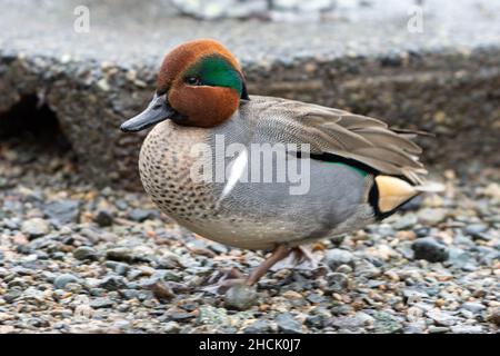 Grünflügelige Blaualge (amerikanisch) (Anas carolinensis), die am Ufer steht. Stockfoto