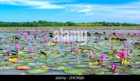 Felder Seerosen blühen in einer großen überfluteten Lagune. Blumen wachsen natürlich, wenn das Hochwasser hoch ist, repräsentieren die Reinheit, Einfachheit Stockfoto