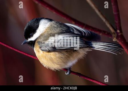 Black capped Chickadee (Poecile atricapillus) thront aus nächster Nähe auf einem Ast. Stockfoto