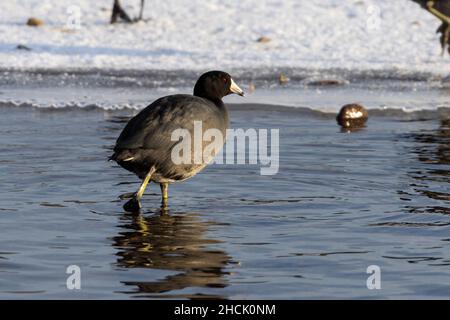 Eine Nahaufnahme weiblich Mutter amerikanischen Blässhuhn (Fulica americana), auch als Schlamm Henne genannt, ist ein Vogel aus der Familie der Indopazifischen Erdtauben schwimmen und weißen Schnabel zeigt ein Stockfoto