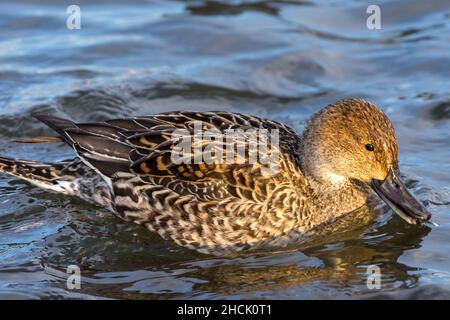 Gadwall (Mareca strepera), eine Entenart, die bei Sonnenuntergang in Kanada aus nächster Nähe schwimmt. Stockfoto