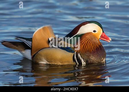 Eine Nahaufnahme einer Mandarinente (Aix galericulata), die bei Sonnenuntergang im Wasser schwimmt. Stockfoto