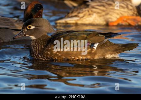 Holzente (Aix sponsa) Weibchen, die im Wintergefieder im Wasser schwimmen. Stockfoto