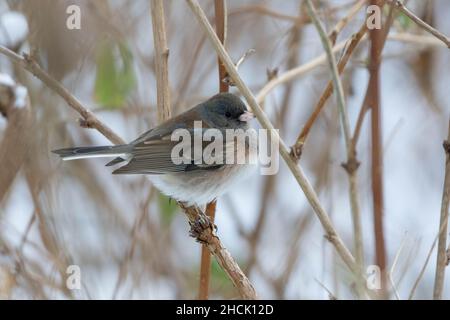 Dark Eyed Junco (Junco hyemalis) in einem Shurb Stockfoto