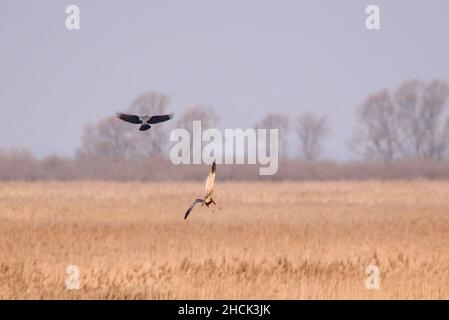 Selektiver Fokus auf Foto. Krähenvögel mit Kapuze fliegen neben dem Sumpfweiher-Vogel. Stockfoto