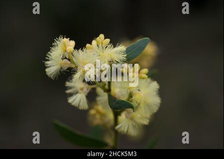 Blackwood (Acacia Melanoxylon) hat einen Eigennamen, der sich wörtlich in den gemeinsamen Namen melano xylon - schwarzes Holz übersetzt. Häufig in Wäldern. Stockfoto