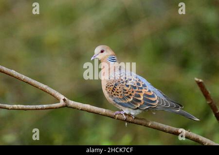 Nahaufnahme der Turteltaube, Streptopelia orientalis, Sattal, Uttarakhand, Indien Stockfoto