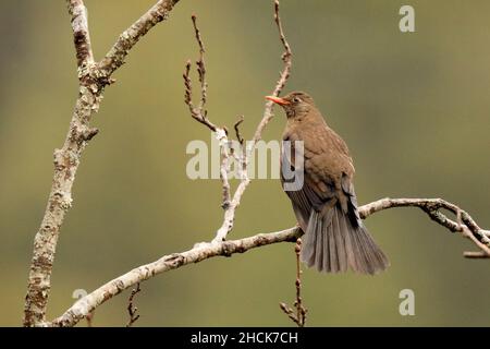 Weibchen Grau geflügelter Schwarzer Vogel, Turdus buolbuol, Sattal, Uttarakhand, Indien Stockfoto