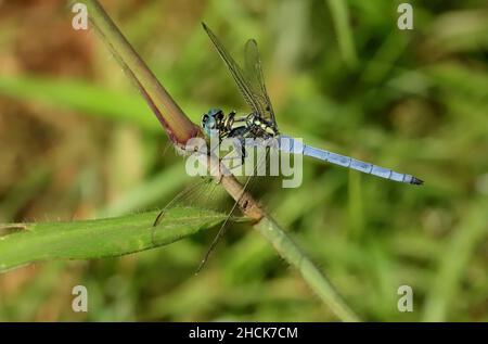 Tri Coloured Marsh Hawk, Orthetrum luzonicum, Sindhudurg, Maharashtra, Indien Stockfoto