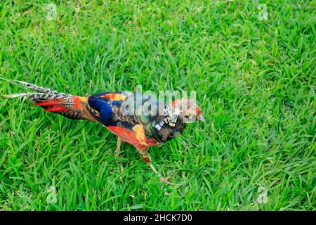 Goldener Fasane, Filmstadt Ramoji, Hyderabad, Telangana, Indien Stockfoto