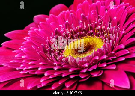Gerbera Blume aus nächster Nähe, Makroblume. Stockfoto