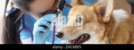 Arzt Tierarzt Untersuchung Ohr des kranken Hundes mit Otoskop in der Klinik Stockfoto